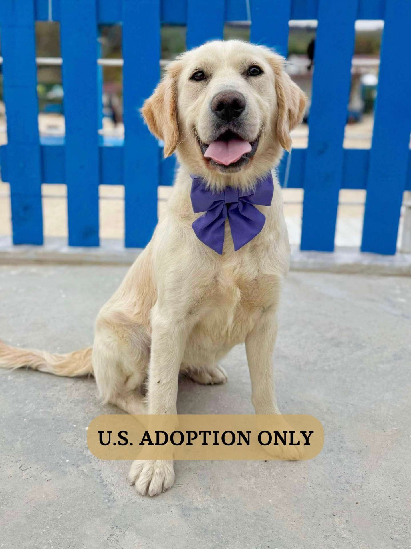 Ali - Application Limit Exceeded